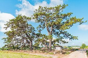 무안망운면의곰솔