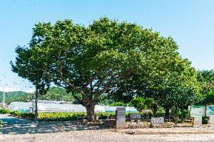 무안 청천리 팽나무와 개서어나무 숲