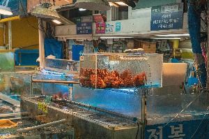 서울_가락수산시장 (4)