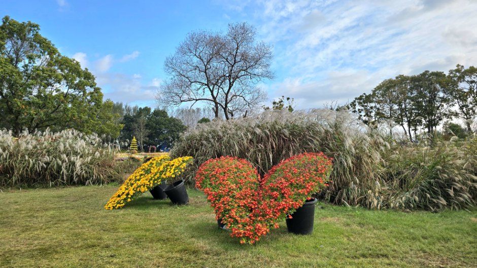 Yeoncheon Chrysanthemum Festival