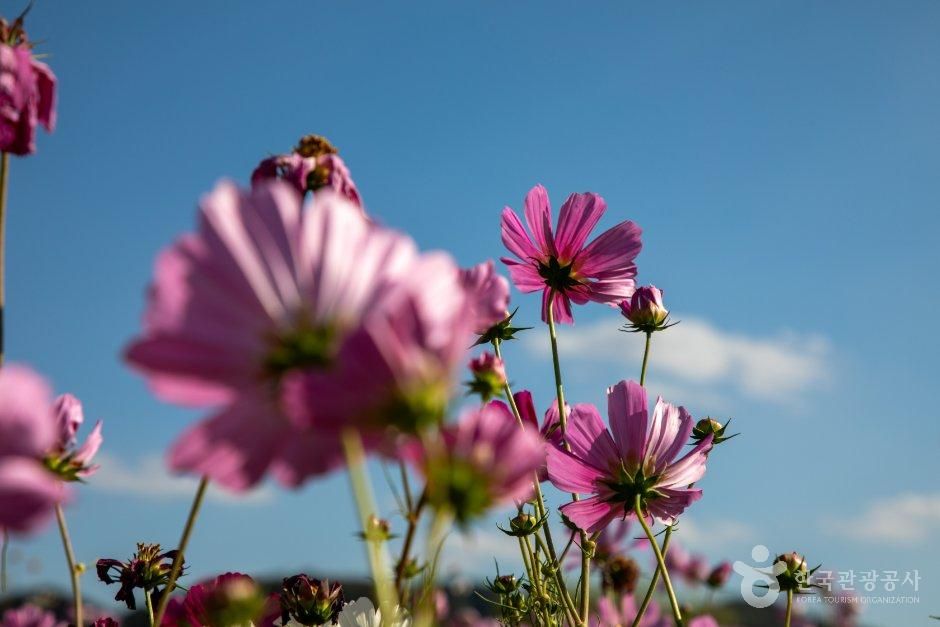 가을 분위기 만끽하러 다녀온 의병의 고장 의령 여행_경남_의령_호국의병의숲친수공원_11.JPG