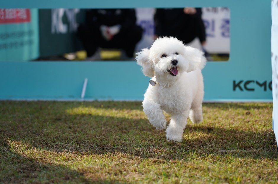 Suwon Special City Pet Harmony Festival