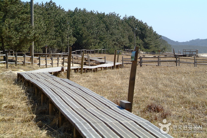 기지포해수욕장 기지포해수욕장