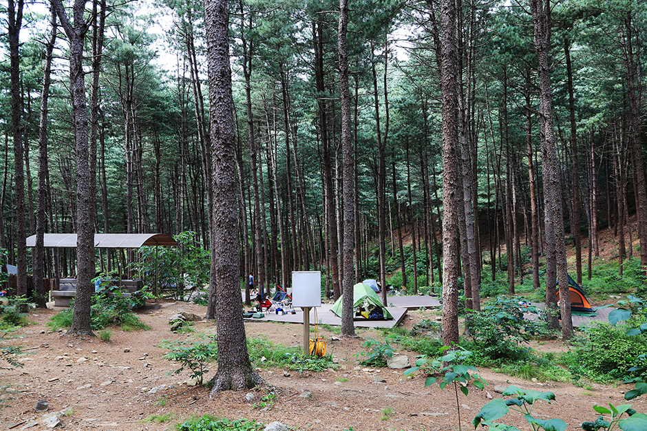 Homyeongsan Pine Forest Campground