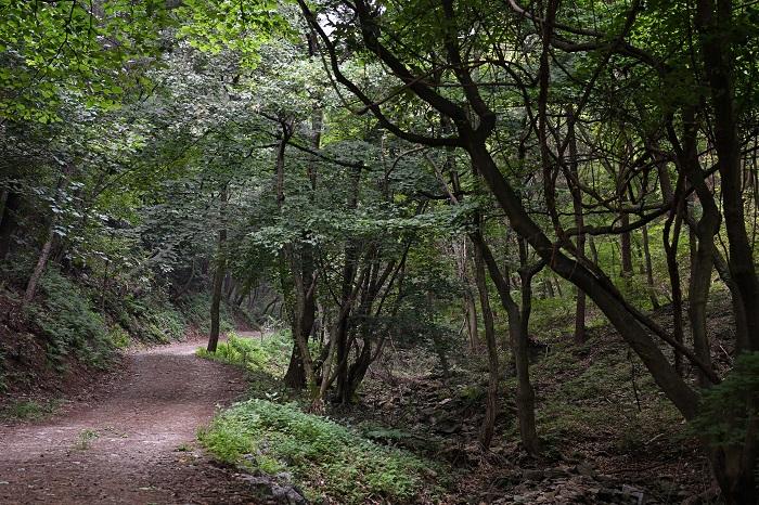 A creek runs down the forest trail.