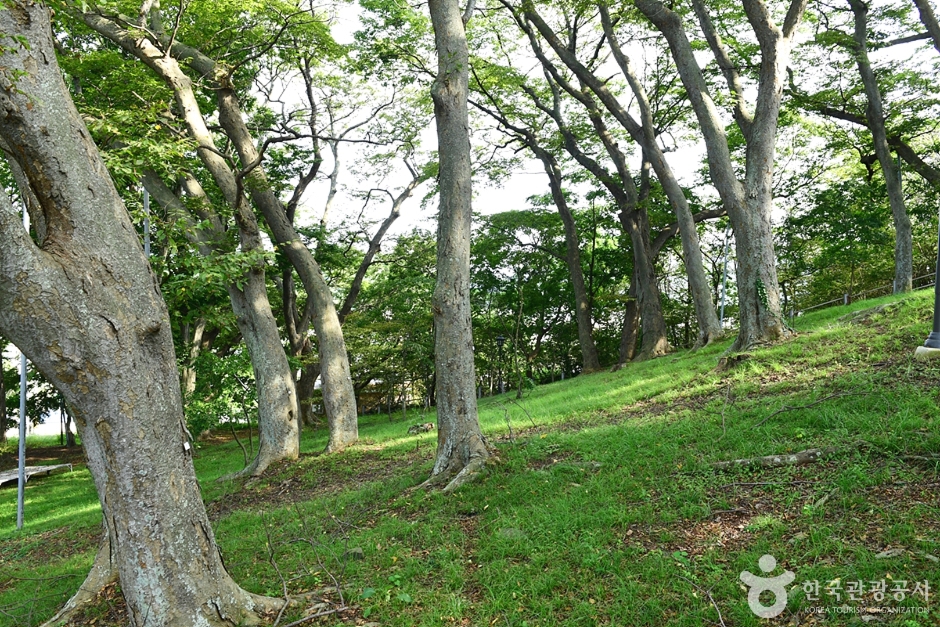 灵光 法性镇 树林