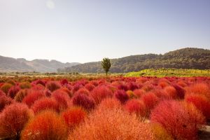 [아시아중동]임진강 댑싸리공원10(가을전경)_일반_1유형 미리보기