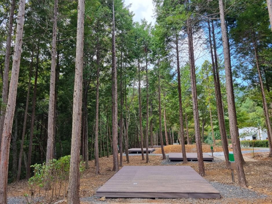 Namhae Hinoki Cypress National Recreational Forest