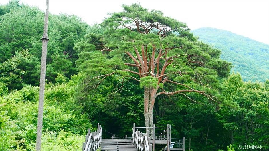 智異山千年松