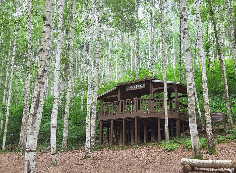 강원도 인제 여행 원대리 자작나무숲 주변 가볼만한곳 추천_인제 자작나무 숲_1-6