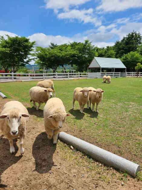 ポニーランド(포니랜드)