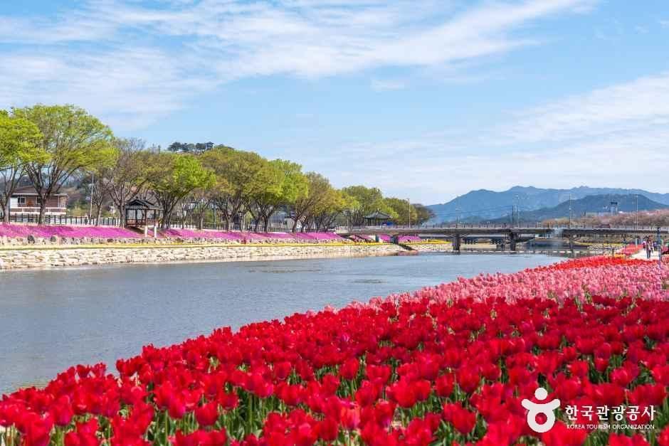 순창 양지천 꽃잔디길