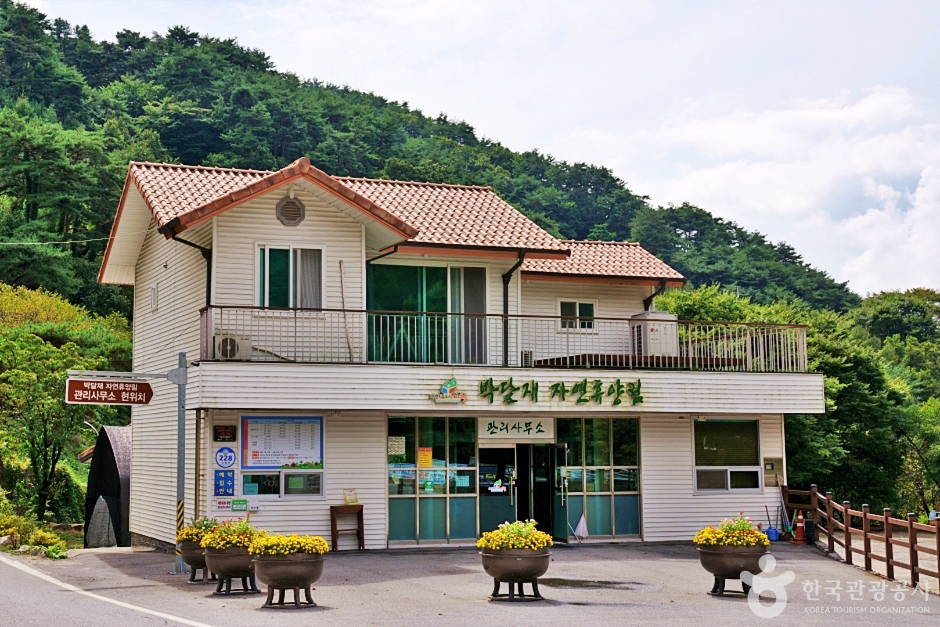 朴達嶺自然休養林