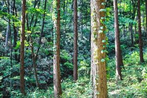 부귀 편백숲 삼림욕장