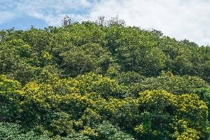 포항 발산리 모감주나무와 병아리꽃나무 군락