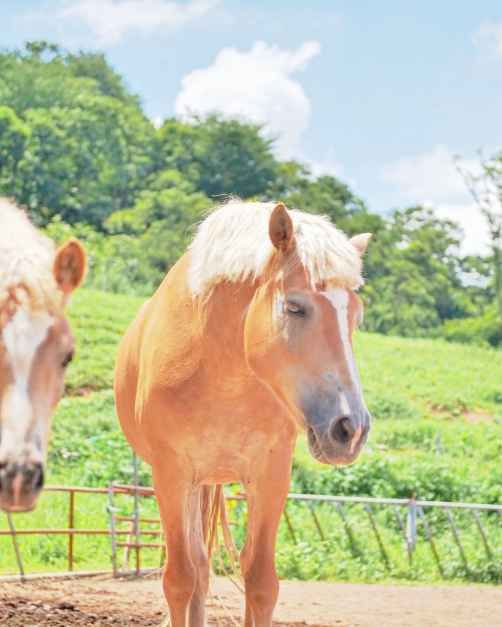 ポニーランド(포니랜드)
