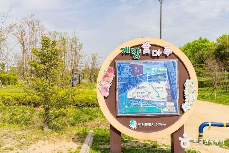 인천_계양구_계양꽃마루 (7)