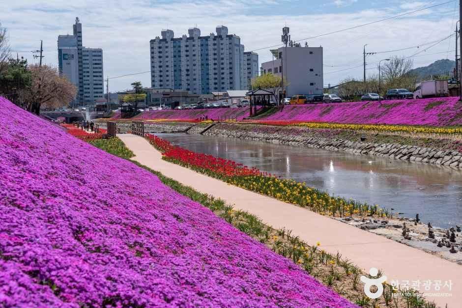 순창 양지천 꽃잔디길