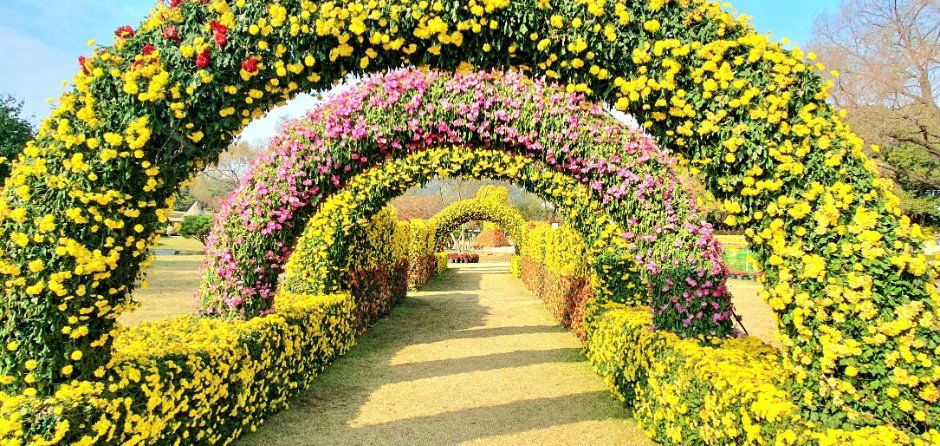 Yeoncheon Chrysanthemum Festival