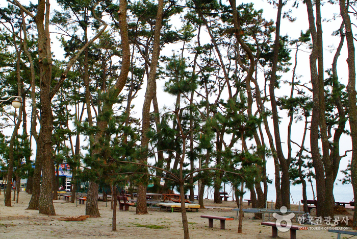 율포솔밭해변 및 해수풀장 율포솔밭해변 및 해수풀장