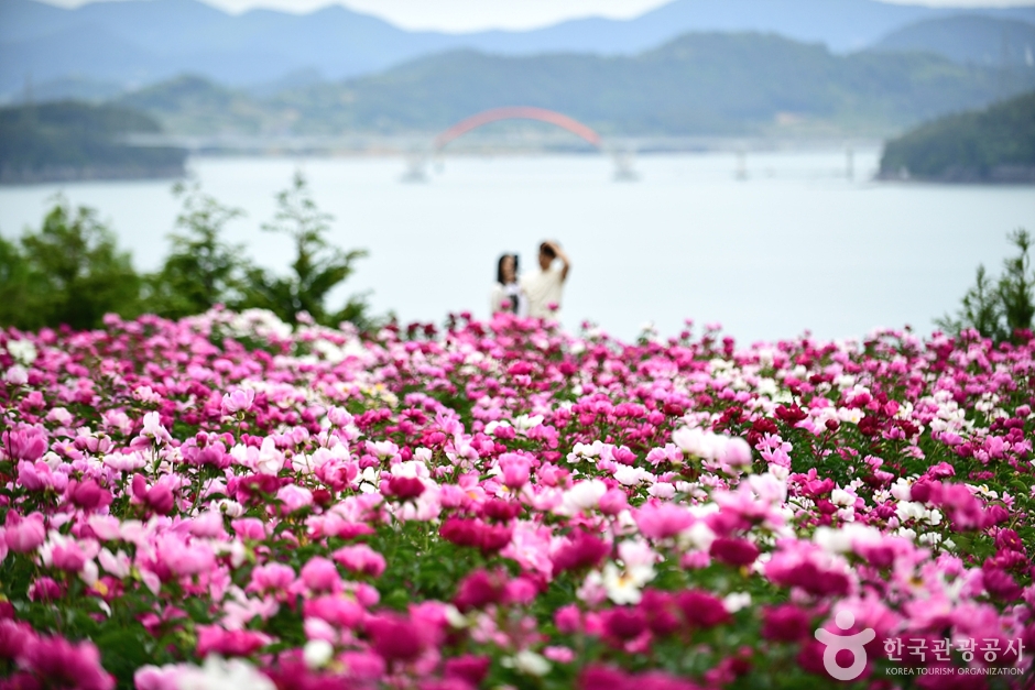 Goheung Peony Flower Field
