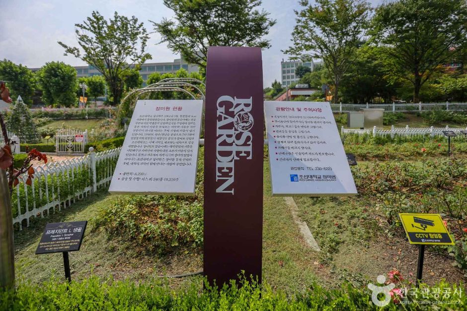 朝鮮大学校薔薇園