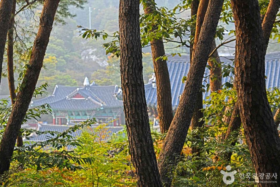 麻谷寺天然松林浴场