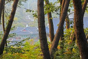 마곡사 천연송림욕장