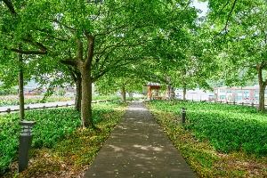 함평 향교리 느티나무·팽나무·개서어나무 숲