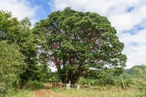 무주 삼공리 반송