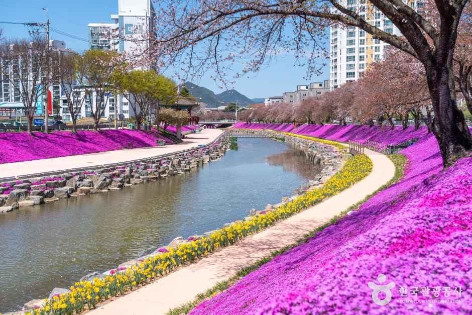 순창 양지천 꽃잔디길