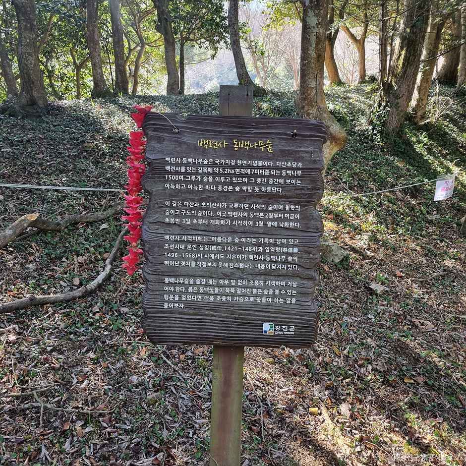 강진 백련사 동백나무 숲