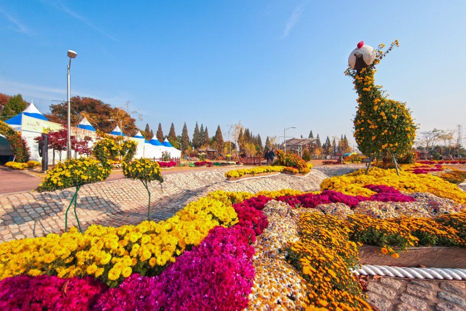 Dangjin Chrysanthemum Exhibition