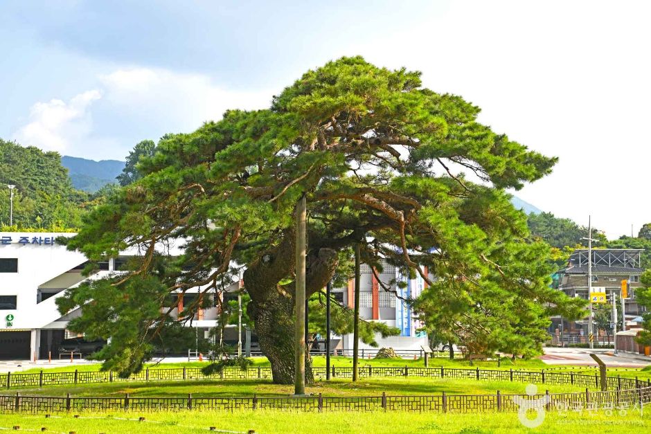 長水長水里義岩松