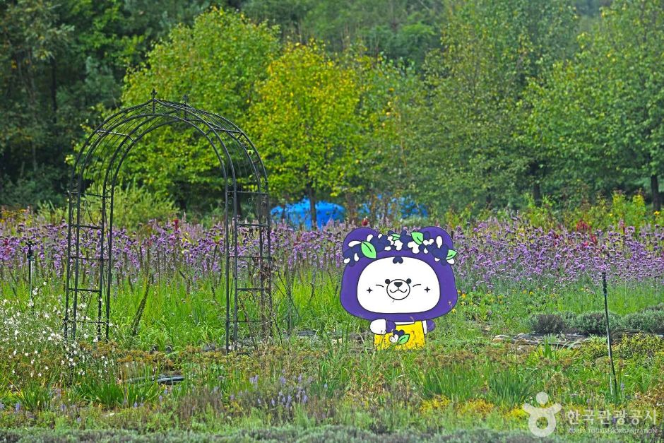 平昌ラベンダーファーム