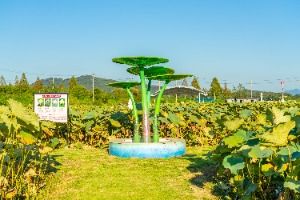 이천_성호호수연꽃단지 (3) 미리보기