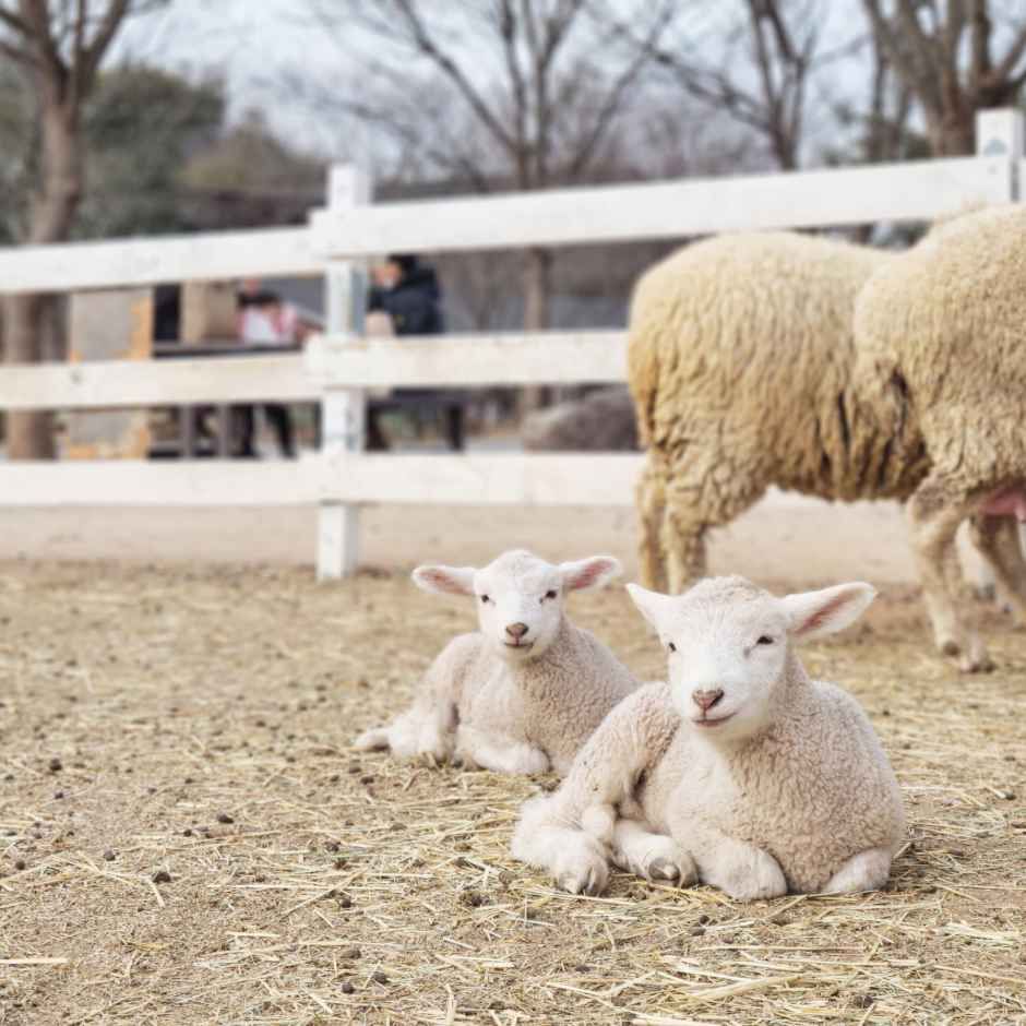 ポニーランド(포니랜드)