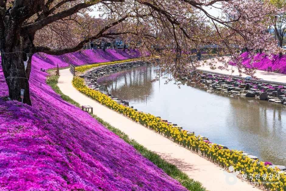 淳昌陽地川花芝生の道