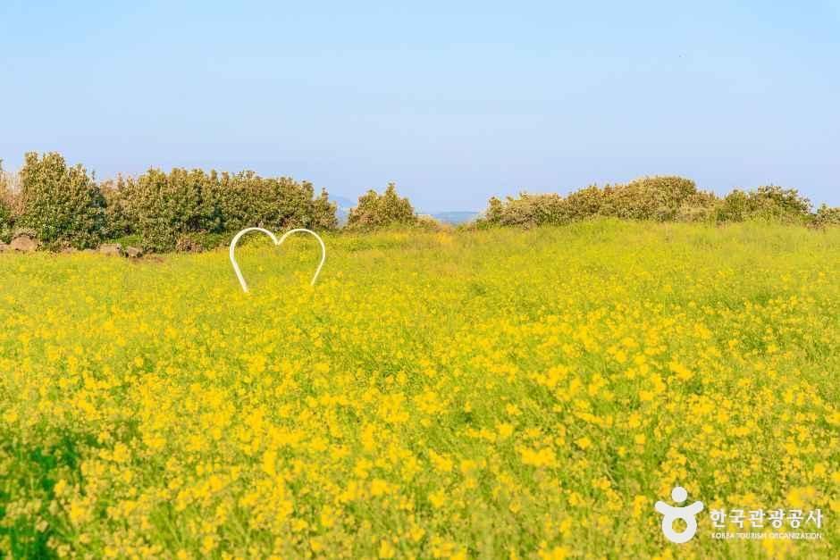일출봉유채밭
