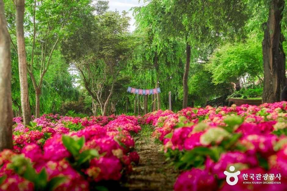 维鸠彩色绣球花园
