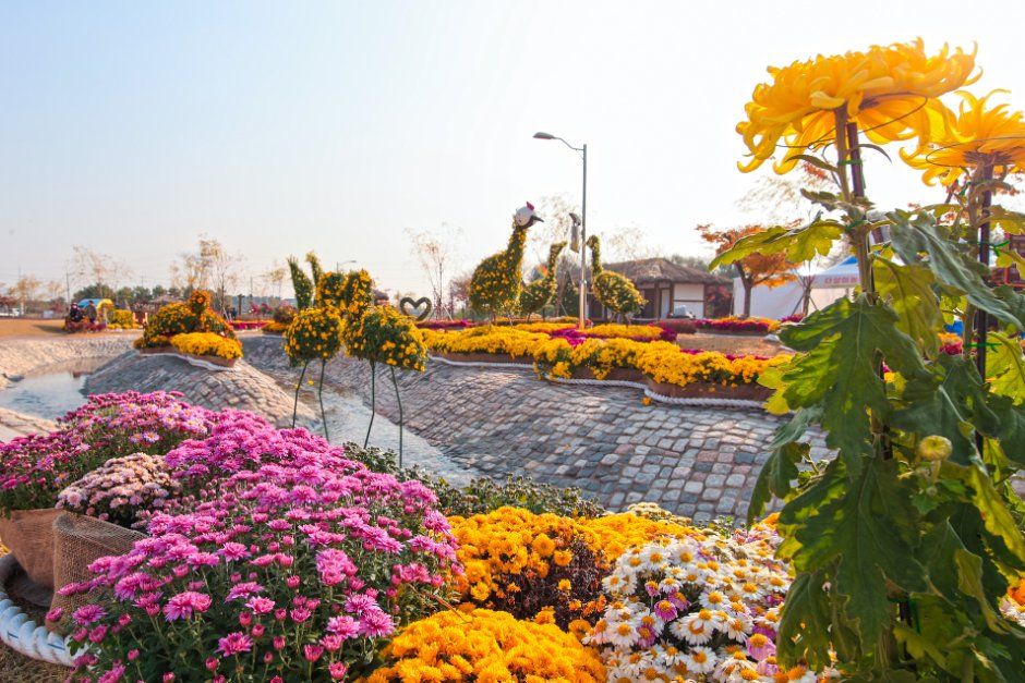 Dangjin Chrysanthemum Exhibition