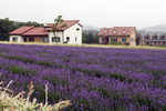 Goseong Lavender Festival (고성 하늬라벤더팜 라벤더축제)