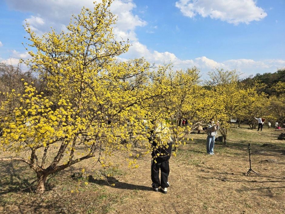 Icheon Baeksa Sansuyu Flower Festival