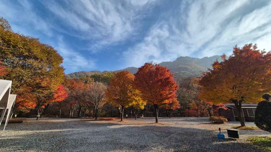 徳洞谷キャンプ場