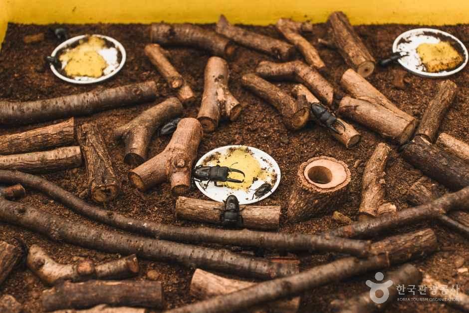 참좋은굼벵이 곤충농장