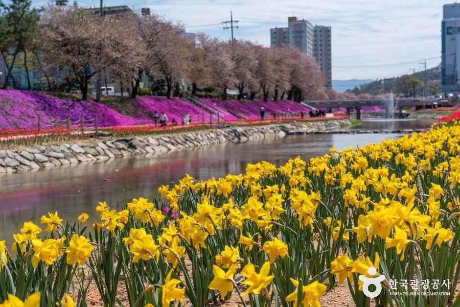 순창 양지천 꽃잔디길