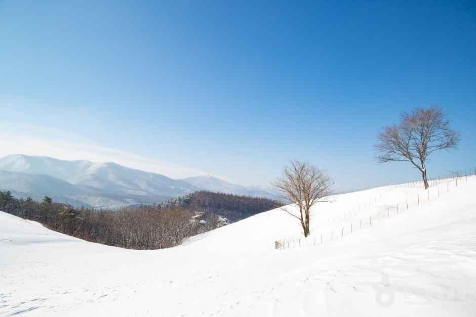 대관령양떼목장