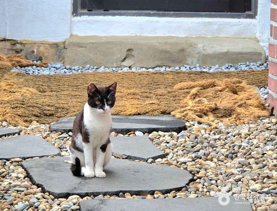 보보정
