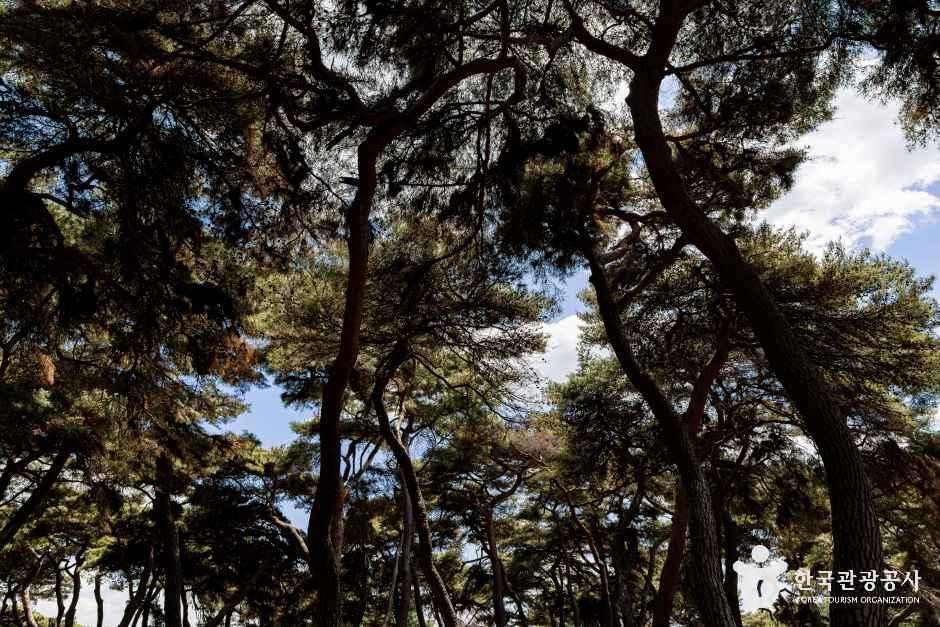 솔밭공원