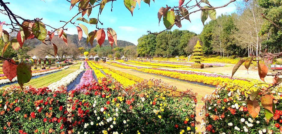 연천 국화축제 사진 8